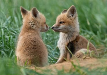 Kanada Tiere - Tierwelt kennenlernen
