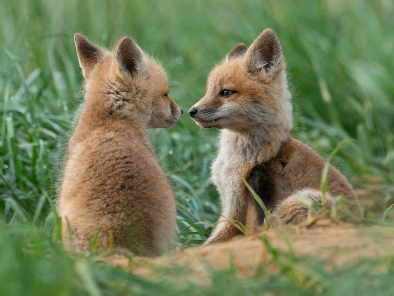 Kanada Tiere - Tierwelt kennenlernen